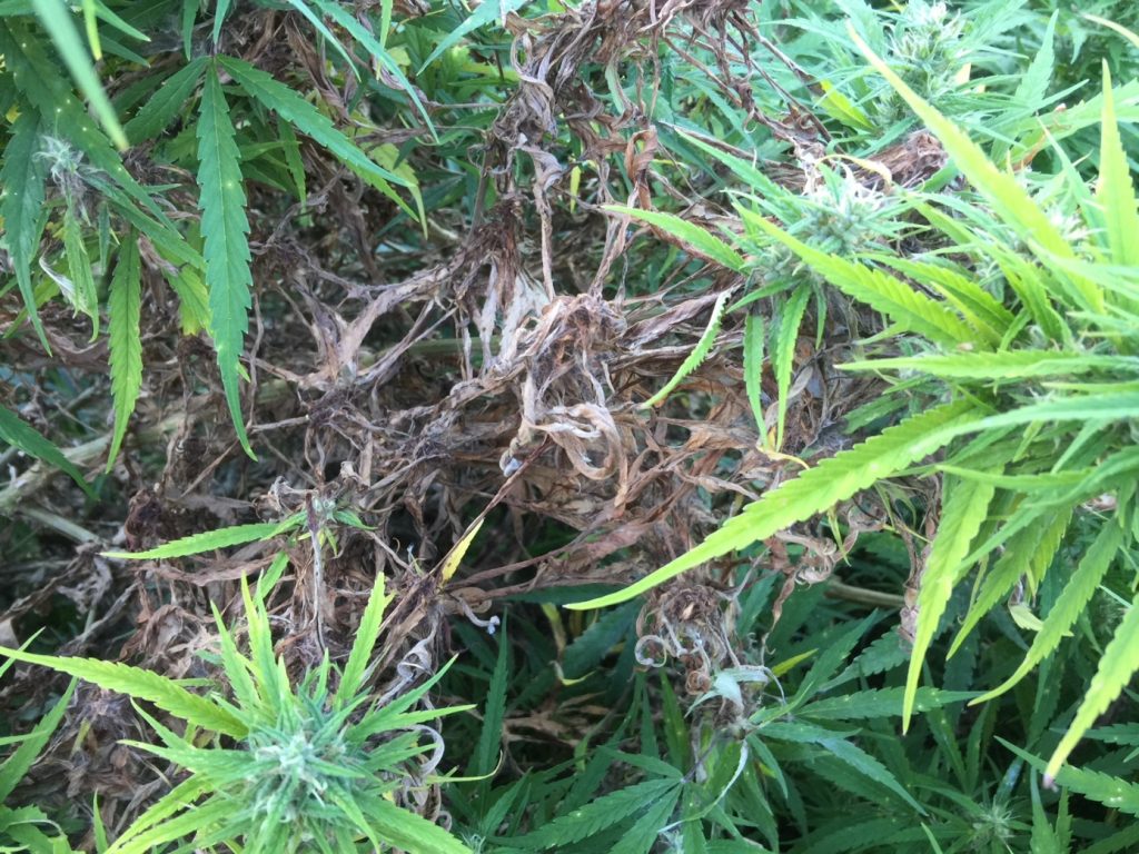 Rhizoctonia