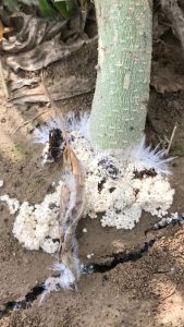Southern Blight