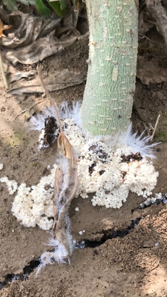 Southern Blight