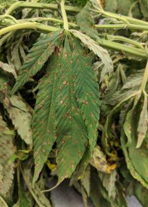 Exserohilum Leaf spot