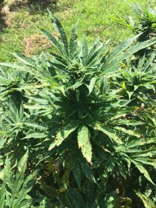 Anthracnose