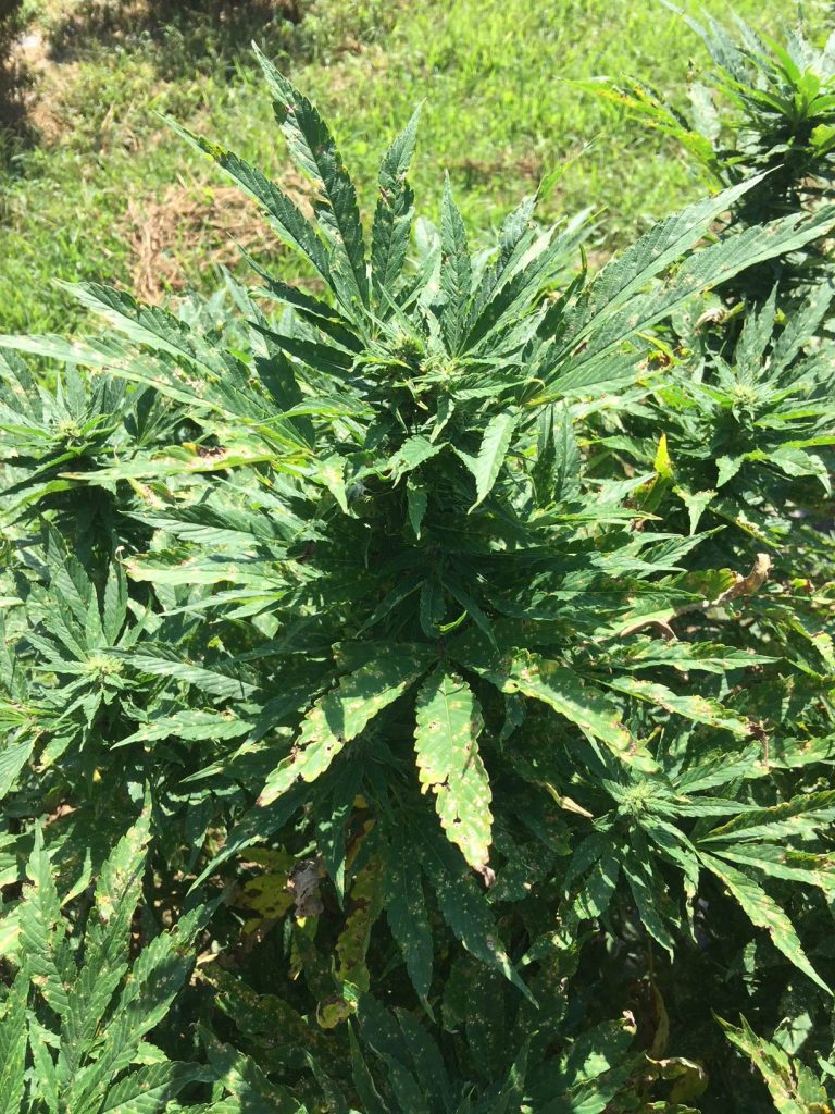 Anthracnose