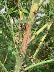Botryosphaeria Dieback, Canker, and Twig Blight: