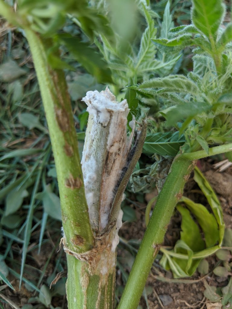 White mold