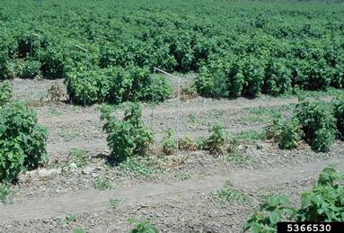 Phytophthora Root Rot