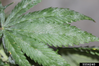 Powdery Mildew