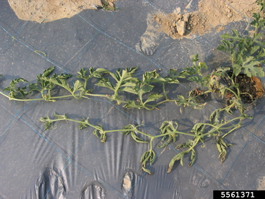 Fusarium Wilt