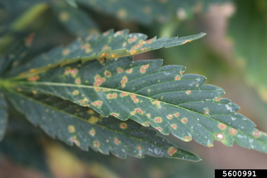 Rust on Hemp