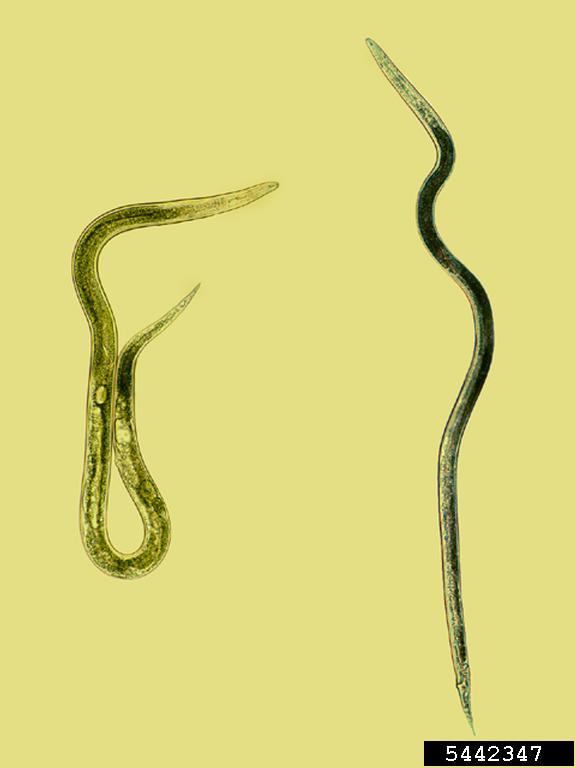 Stem nematode